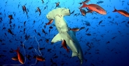 shark_hammerhead_scalloped_mo_ci_h_0269_cos4225.jpg